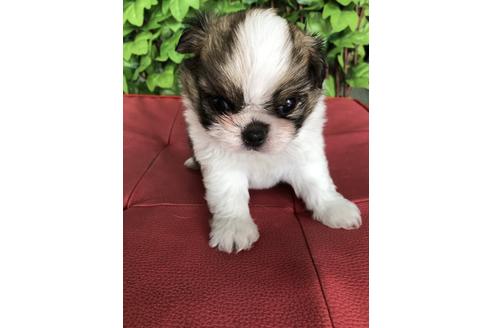 成約済の京都府のミックス犬-99339の1枚目